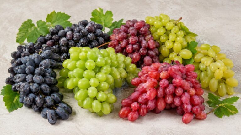 Variétés de raisin égyptien : sans pépins et de table 5 egyptian grape varieties