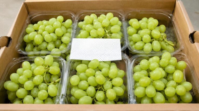 Mejores exportadores de uva egipcia 2 egyptian grapes punnets carton