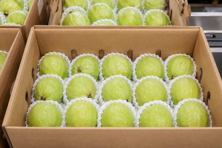 Emballage et chaîne du froid de la goyave égyptienne 7 egyptian guava cartons