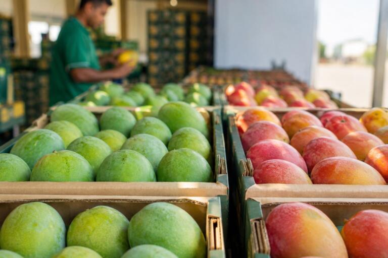 La temporada del mango egipcio abre tras una campaña récord de 1,4 millones de toneladas 5 egyptian mango season 2026