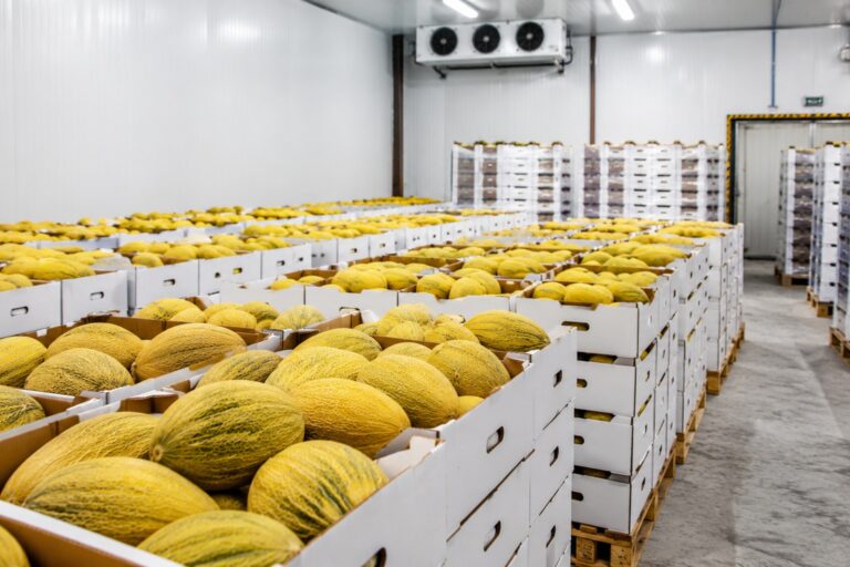Verpackung und Kühlkette ägyptischer Melonen 9 egyptian melon packaging cold chain 1
