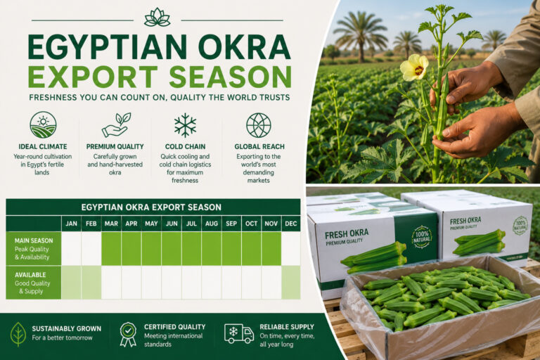 Temporada y calendario de exportación de la okra egipcia 2 egyptian okra export season