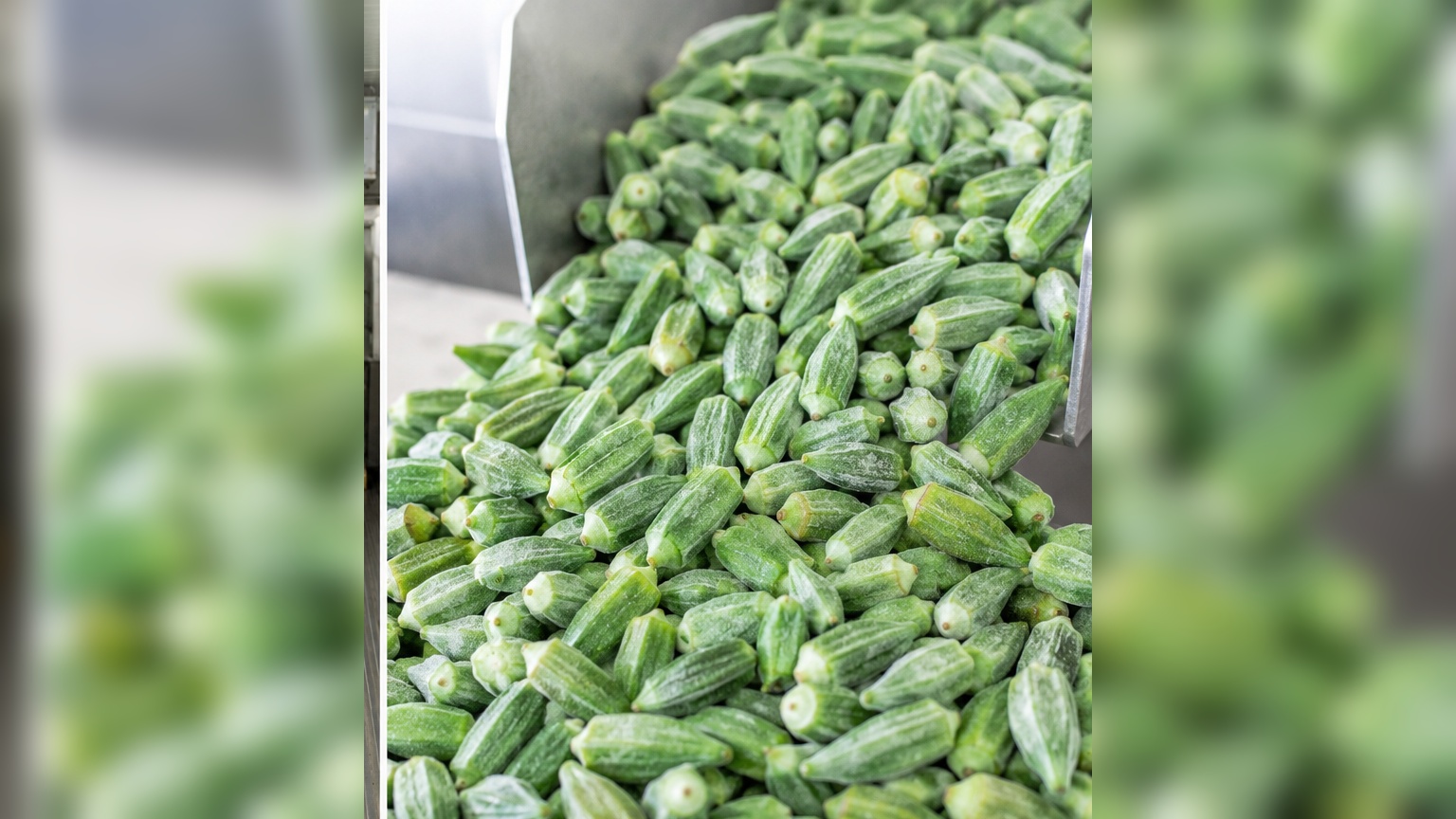 Egyptian IQF Okra and Molokhia Exports 2026: Frozen Vegetable Supply for GCC and EU Buyers 1 Egyptian IQF okra ready for export packing