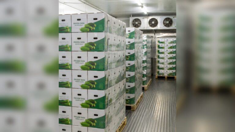 Emballage et chaîne du froid du gombo égyptien 4 egyptian okra packaging cold chain