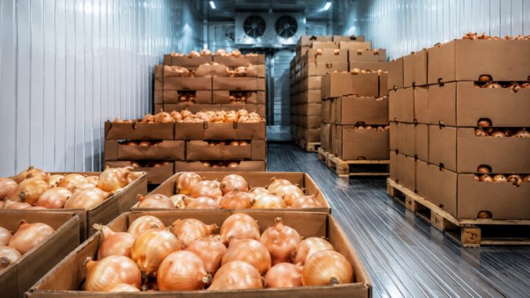 Imballaggio e catena del freddo delle cipolle egiziane 7 egyptian onion packaging cold chain