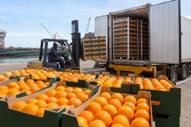 Las exportaciones de naranja egipcia alcanzan 1,9 millones de toneladas, con Valencia sosteniendo los programas de verano 6 egyptian orange exports 2026