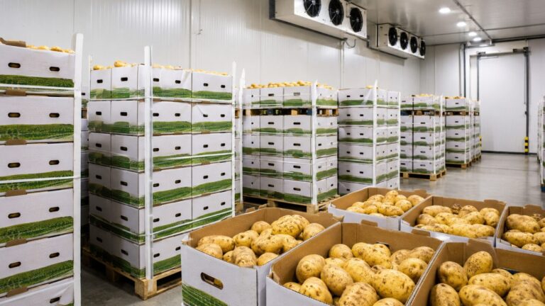 Embalaje y cadena de frío de las patatas egipcias 7 egyptian potato packaging cold chain