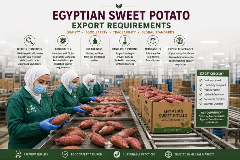 Exigences d’exportation de la patate douce égyptienne 7 egyptian sweet potato export requirements