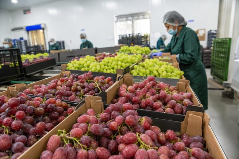 La uva de mesa egipcia abre la temporada con una fuerte demanda europea 3 egyptian table grapes 2026