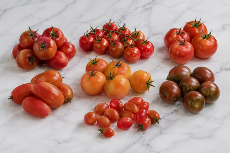 Variétés de tomates égyptiennes : ronde, cherry, allongée et concentré 6 egyptian tomato varieties