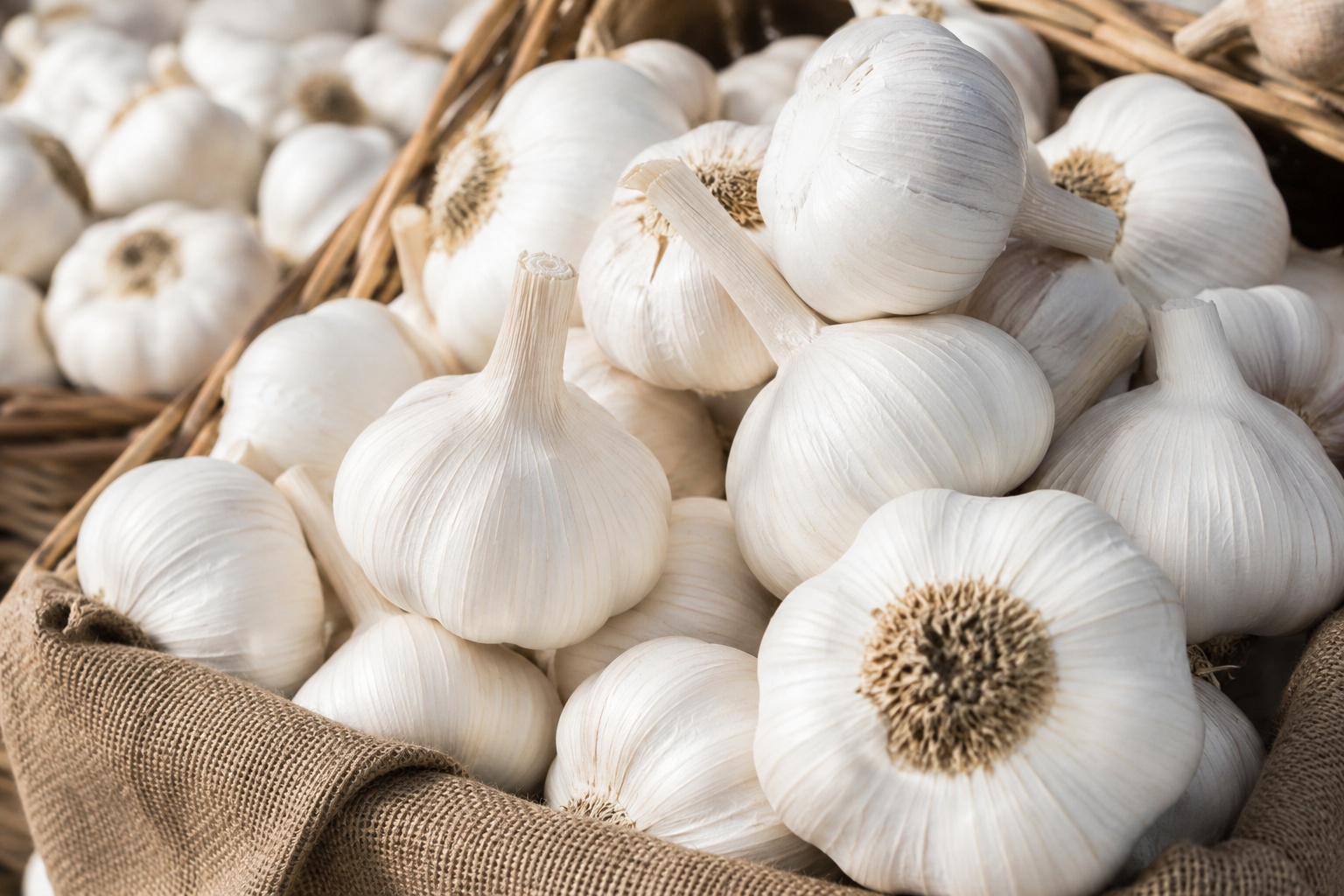 Cured Egyptian white garlic bulbs graded for export