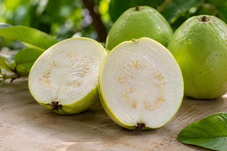 Variétés de goyave égyptienne : blanche, rose et pulpe 6 egyptian white guava