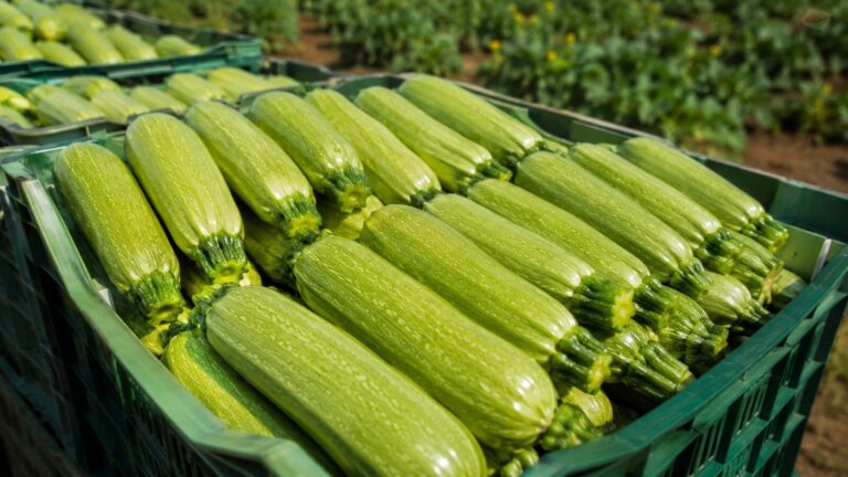 Exportación de berenjena, calabacín y pepino egipcios: la guía completa 3 egyptian zucchini