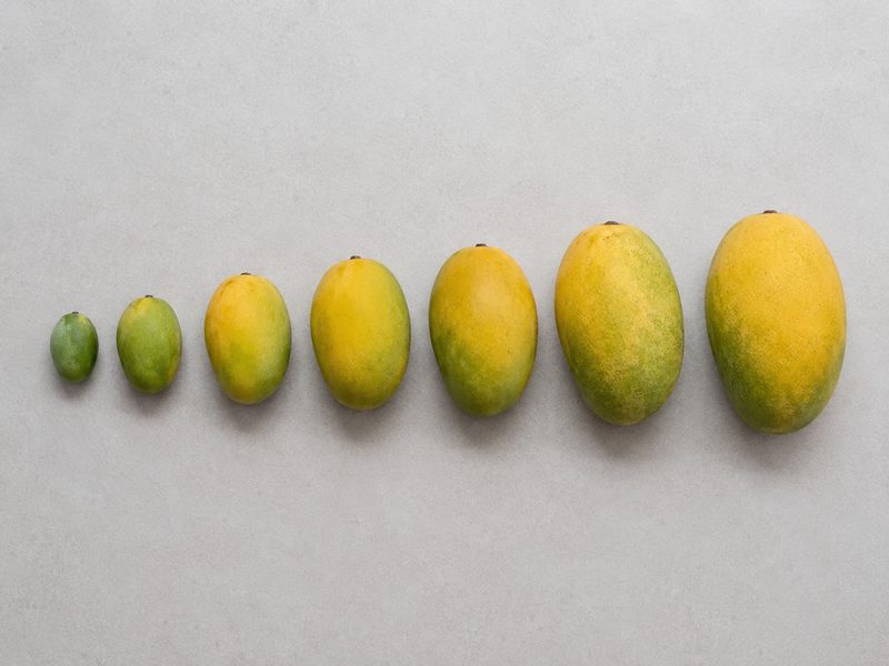 Egyptian mangoes arranged by size from small to large