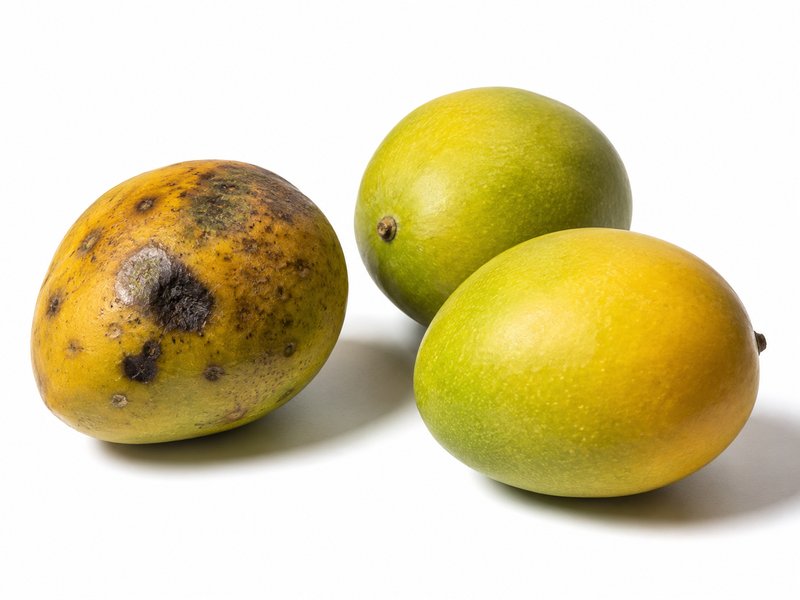 Quality Claims on Egyptian Produce Shipments 2026: How a Dispute Is Assessed and Settled 1 Comparison of defective and sound fruit during a quality claim assessment