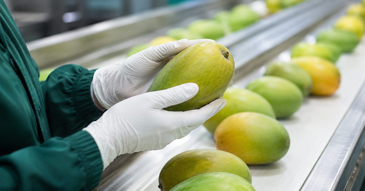 Certification on Egyptian Produce Shipments 2026: What GLOBALG.A.P, BRCGS and ISO 22000 Each Prove 1 Quality inspection of fruit on an Egyptian packhouse sorting line