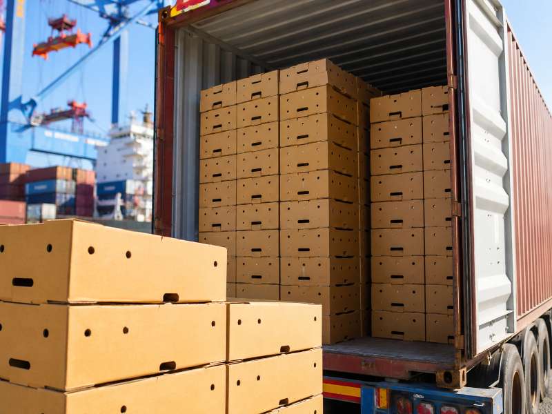 Egyptian Mango Grades and Carton Formats 2026: A Buyer's Spec Reference 1 Graded Egyptian export mangoes ready for carton packing
