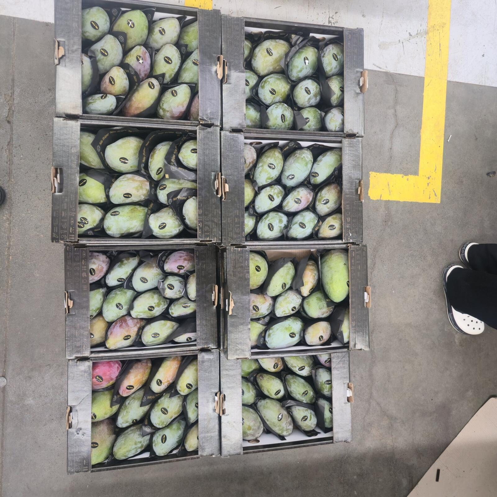 Mango Size Chart 2026: Counts, Weights and Carton Formats 1 Eight open export cartons of Egyptian mangoes packed to different counts, seen from above