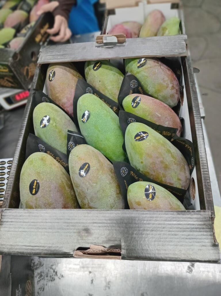 Angled view of large Egyptian mangoes packed in tiers inside an export carton
