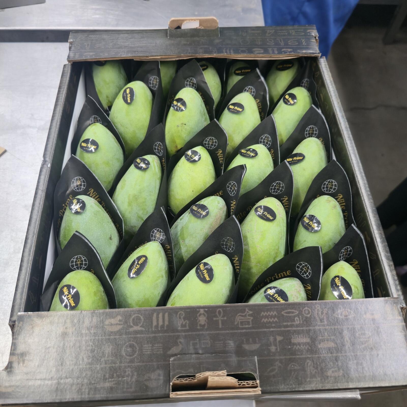 Full carton of green Egyptian mangoes in branded sleeves, top view, ready for export