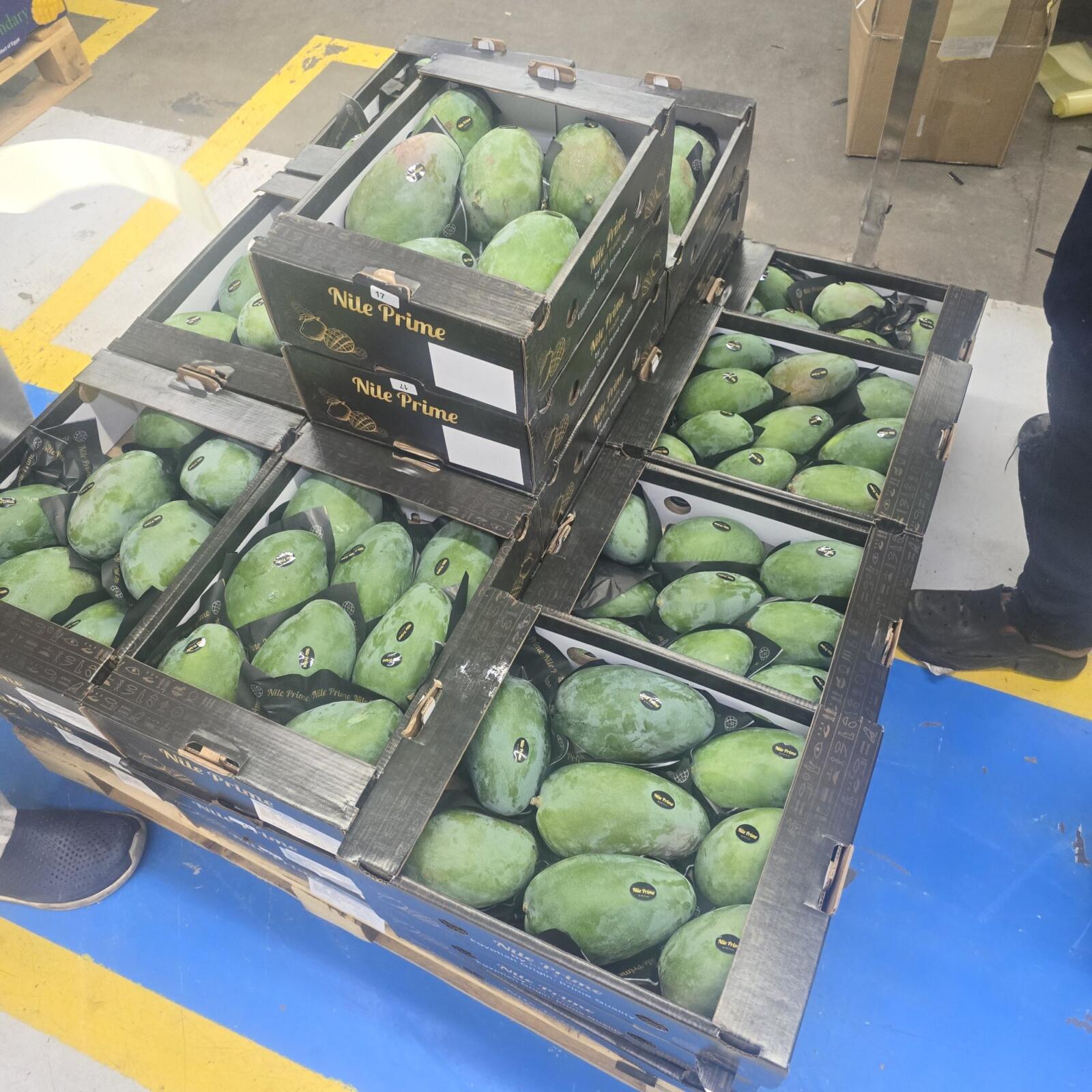 Open export cartons of green Egyptian mangoes stacked on a pallet