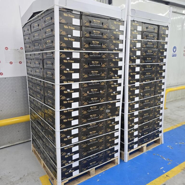 Two palletised stacks of Nile Prime mango cartons ready for cold storage