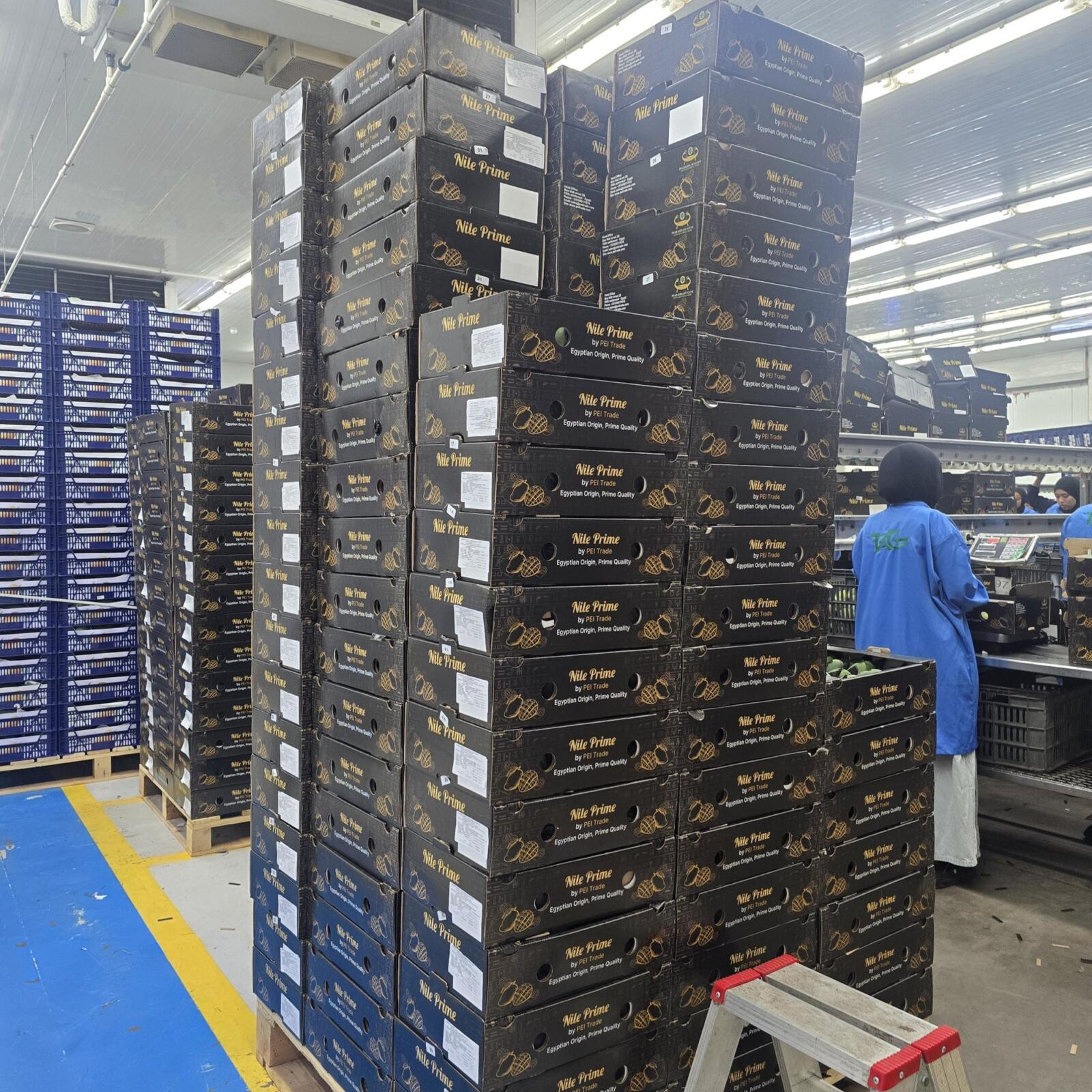 Stacks of labelled Nile Prime mango cartons ready to be palletised for export