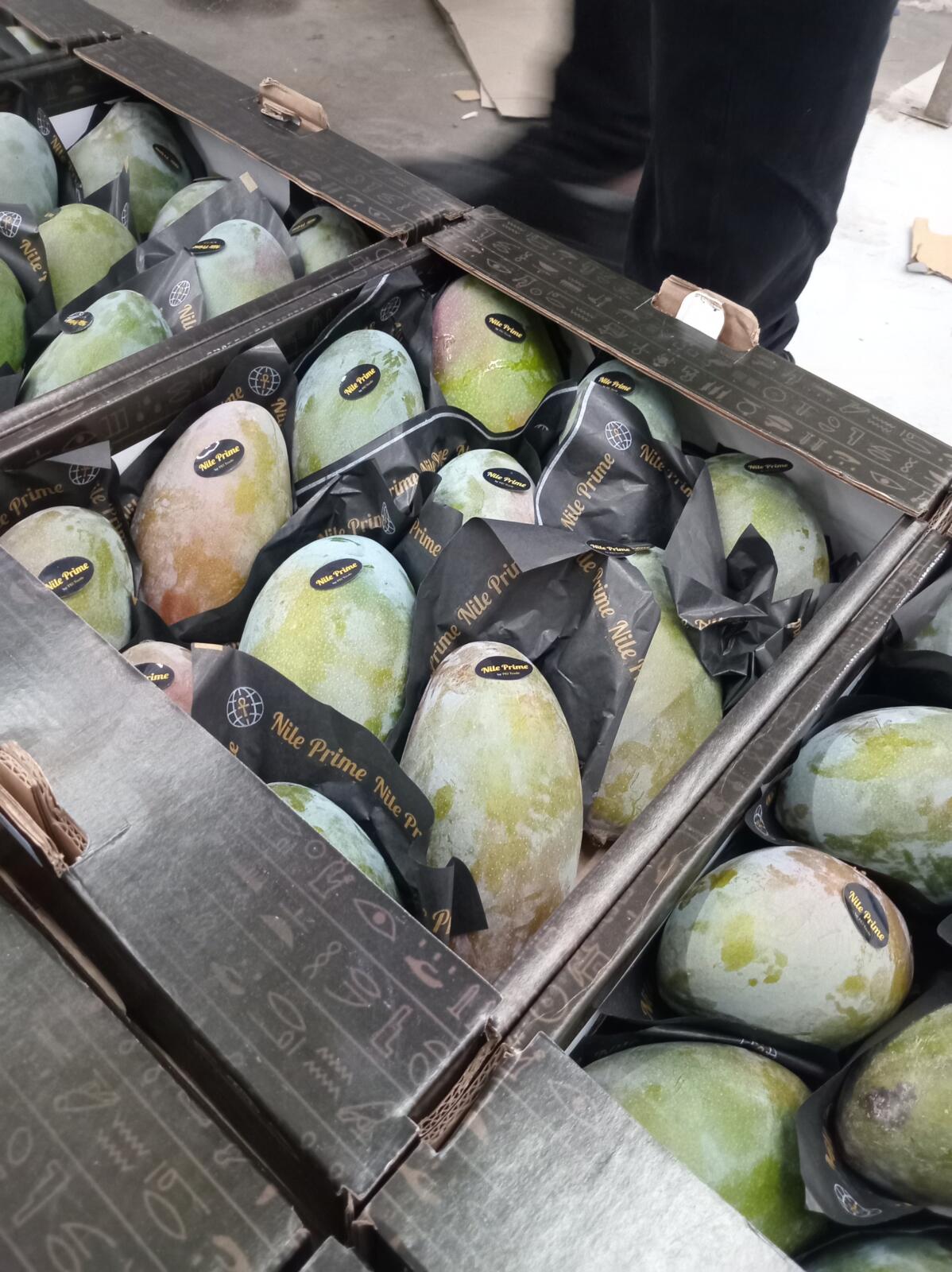 Egyptian mangoes at different colour stages packed in one export carton