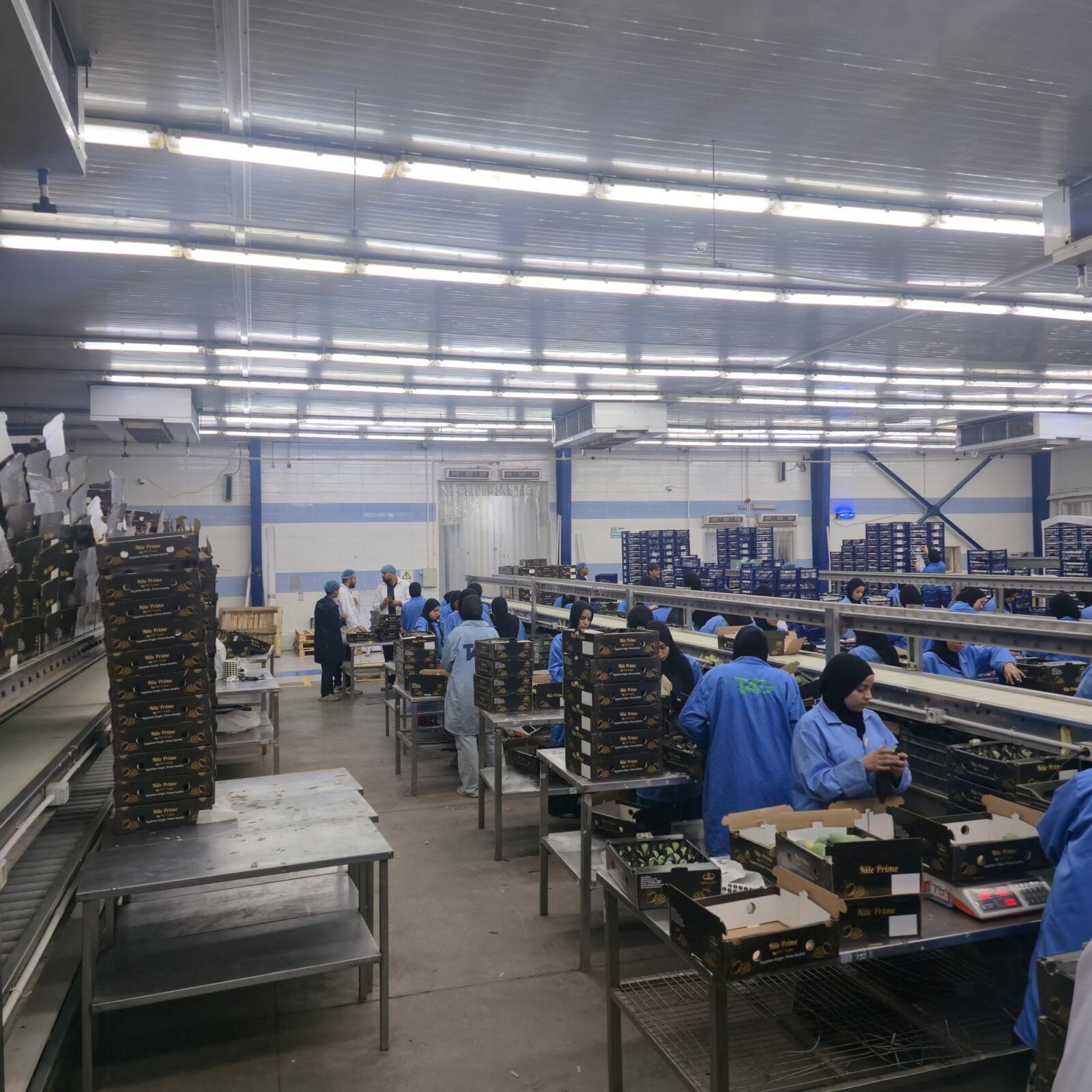 Mango packhouse sorting hall in Egypt with packing tables and export cartons