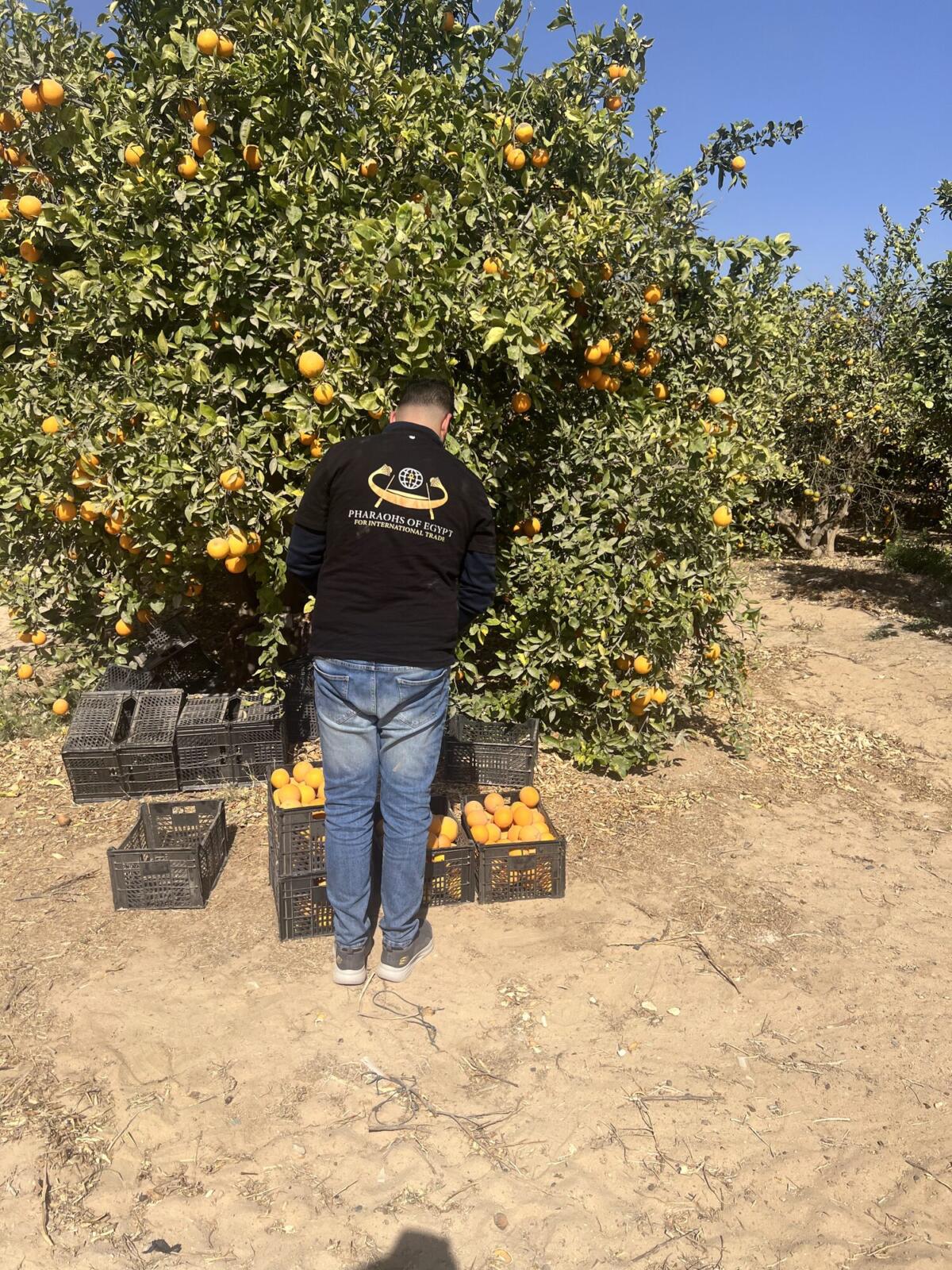 Field crates of freshly picked Valencia oranges under an orange tree