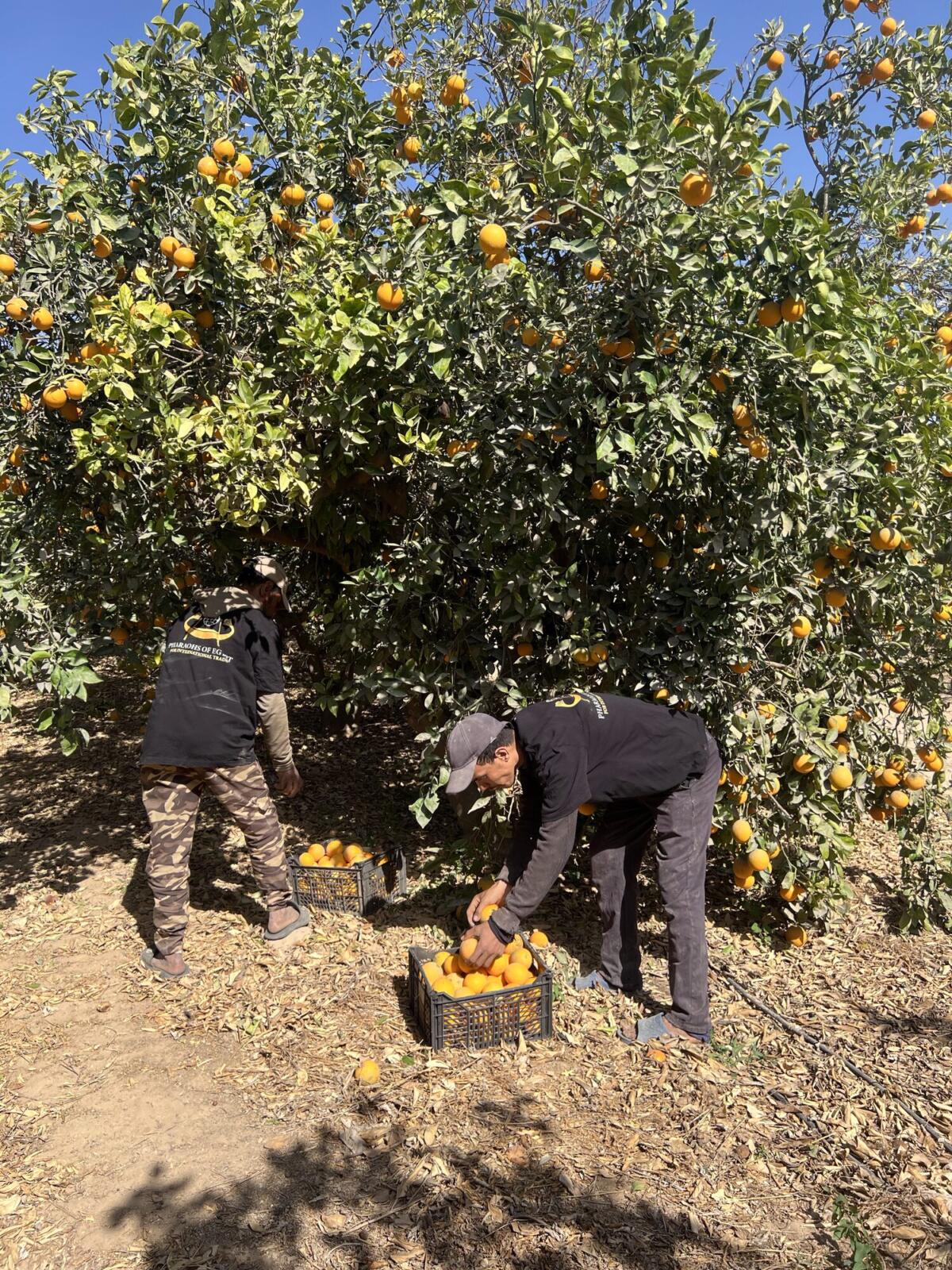 Worker filling a plastic field crate with picked Valencia oranges