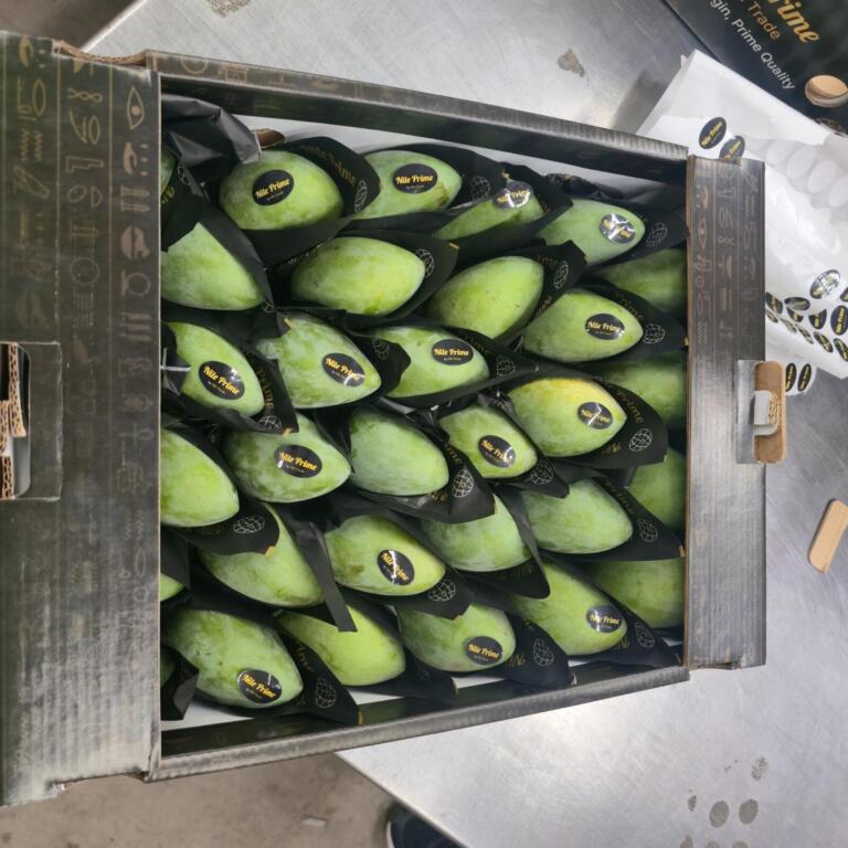 Top view of a Nile Prime carton filled with fresh green Egyptian mangoes
