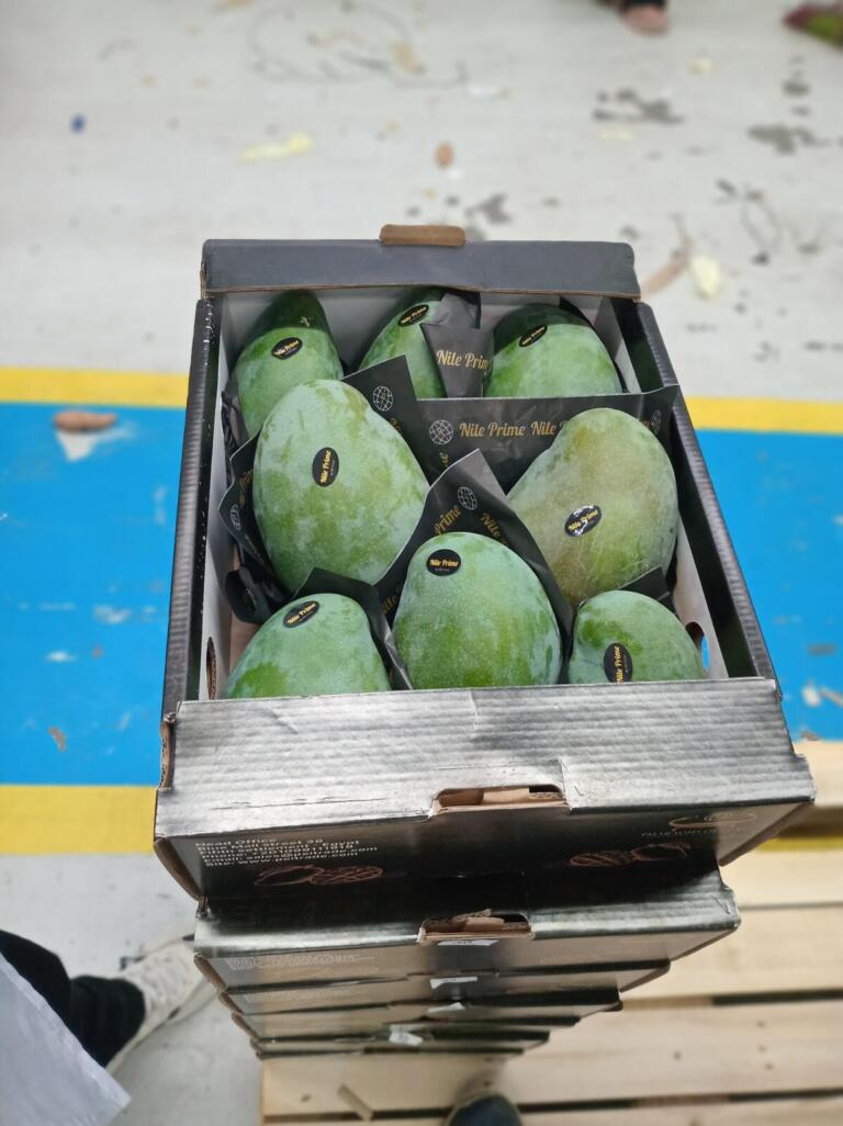 Open export carton of fresh green Egyptian mangoes packed in sleeves