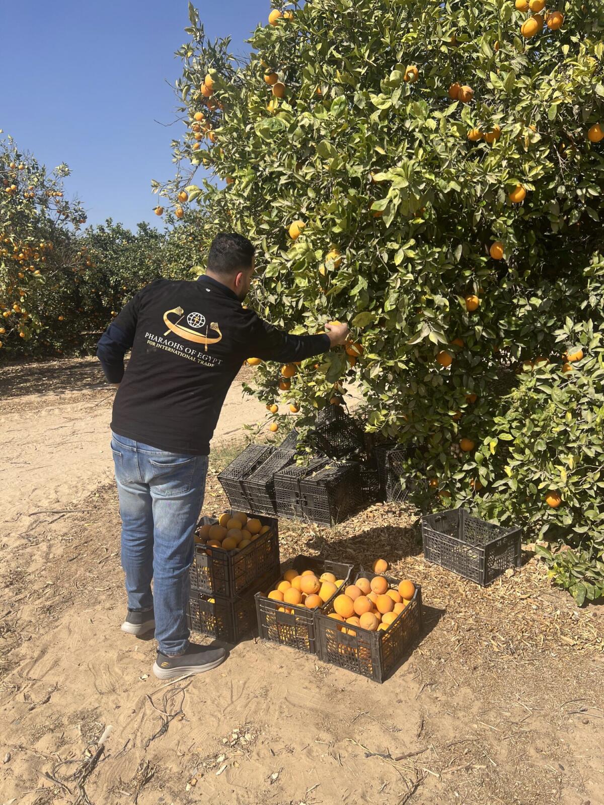 Full field crates of Valencia oranges at harvest in Egypt