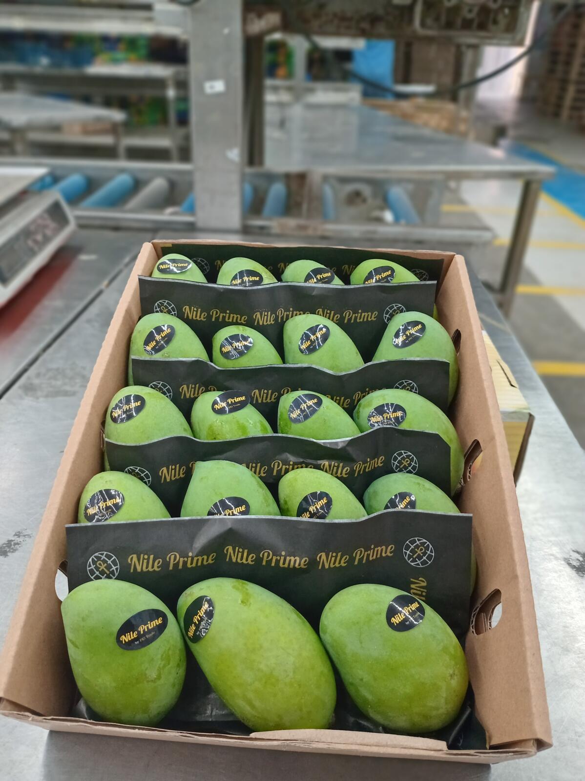 Open mango export carton on the packing table beside the grading line