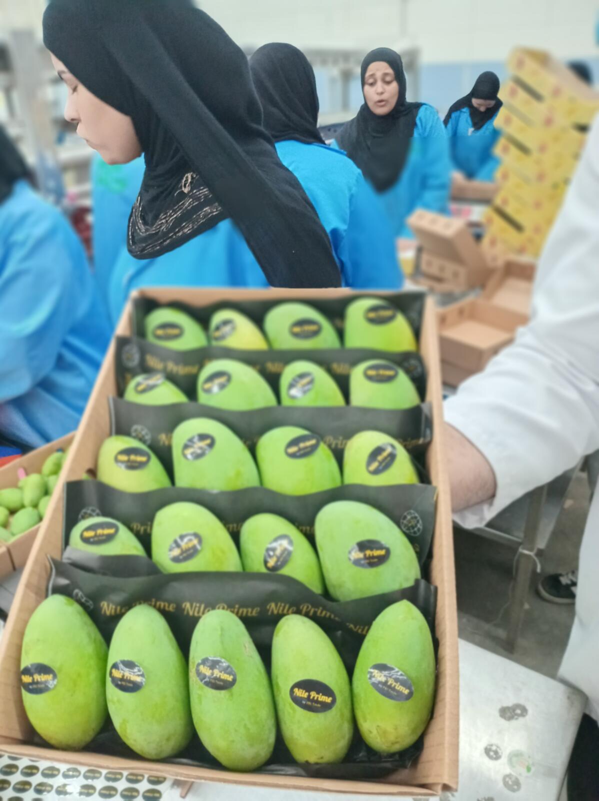 Nile Prime stickers applied to green mangoes in an export carton at the packhouse
