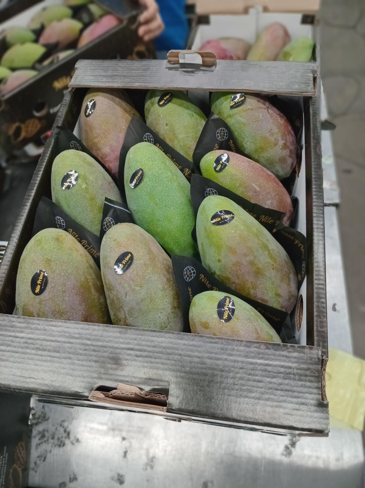 Large Egyptian mangoes with red blush packed in tiers in an export carton