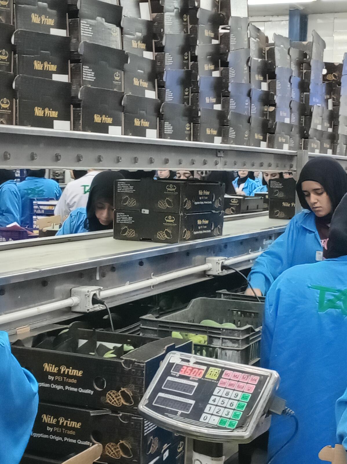 The Sweetest Mangoes, Ranked by Brix (2026 Measurements) 2 Digital weighing station checking Nile Prime mango carton weight in an Egyptian packhouse