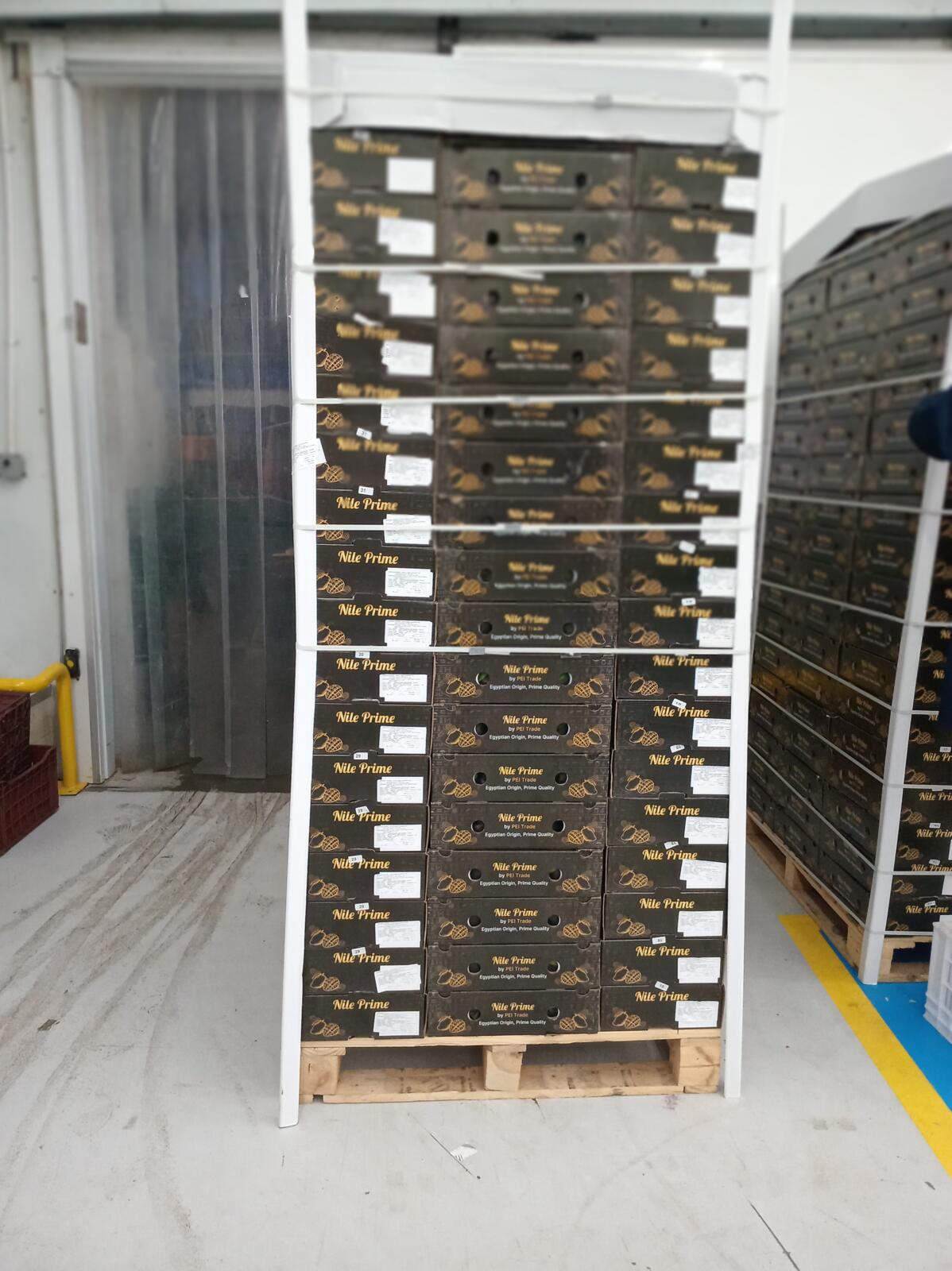 Pallet of Nile Prime mango cartons at the cold storage entrance