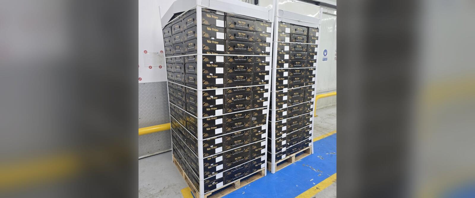 Two palletised stacks of Egyptian mango export cartons