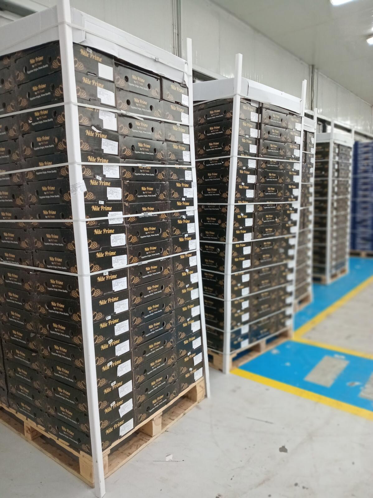 Pallets of Egyptian mango export cartons held in the cold store warehouse before loading