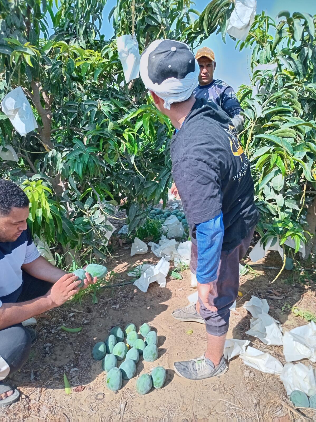 Harvest team inspecting picked Egyptian mangoes laid out under a bagged mango tree