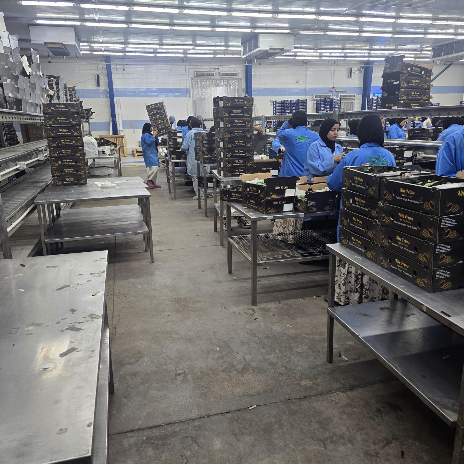 Mango grading and packing line with workers filling Nile Prime export cartons
