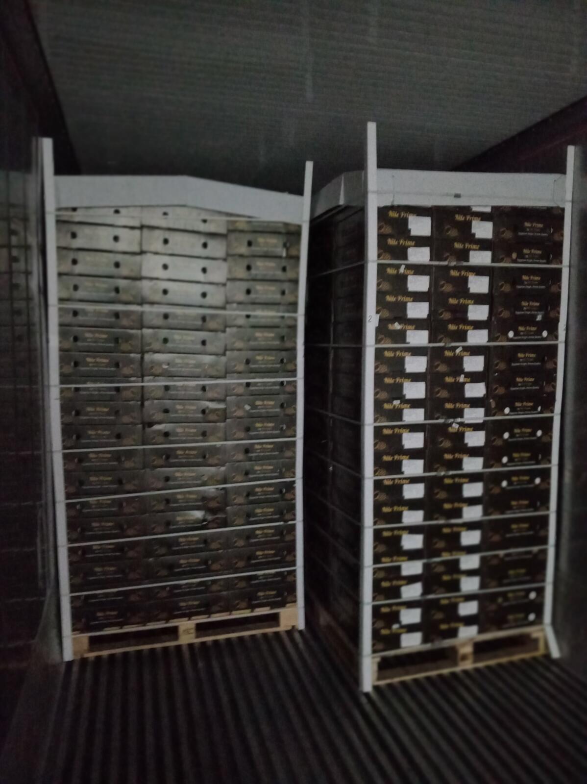 Nile Prime mango pallets loaded inside a refrigerated shipping container