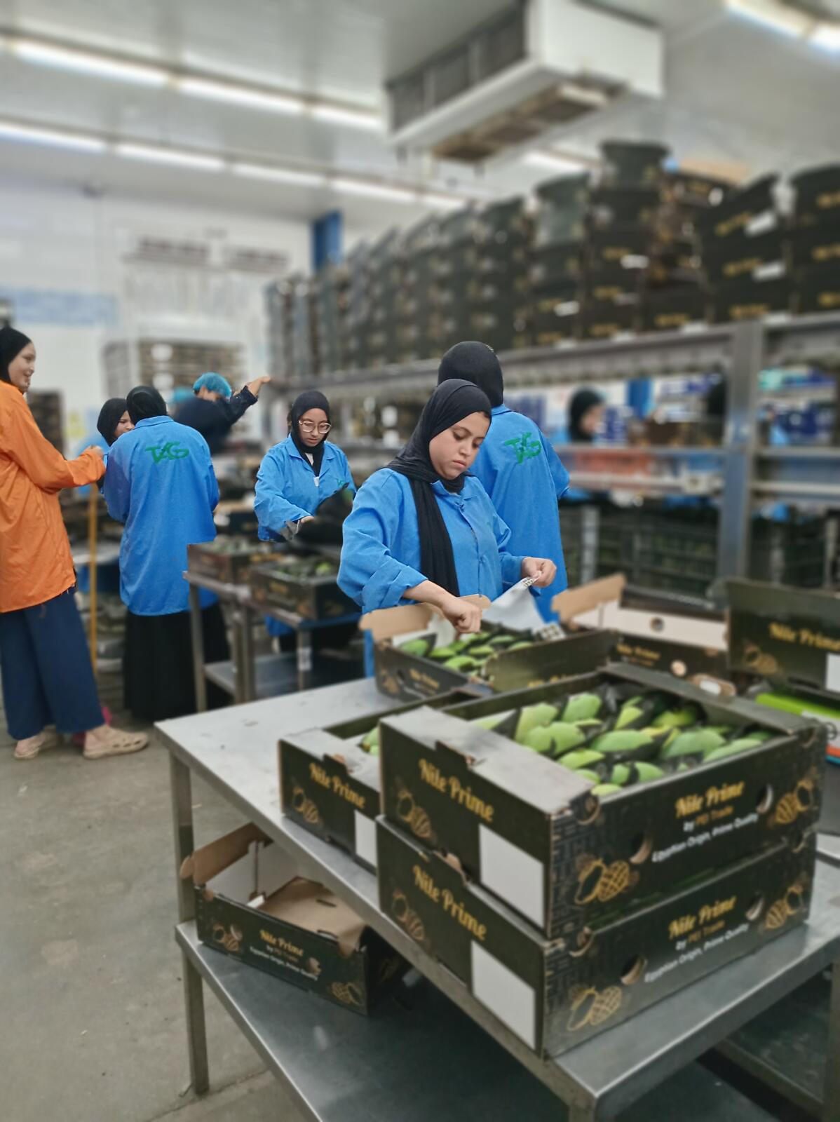 Packhouse team sorting Egyptian mangoes into Nile Prime export cartons