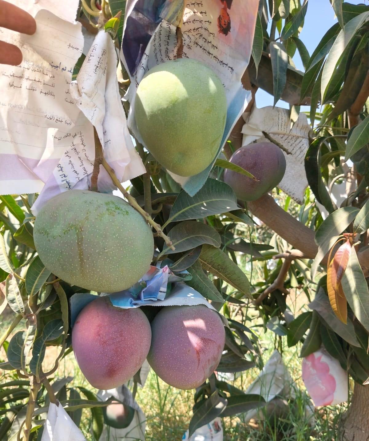 Green and red-blushed Egyptian mangoes on the tree beside paper fruit bags