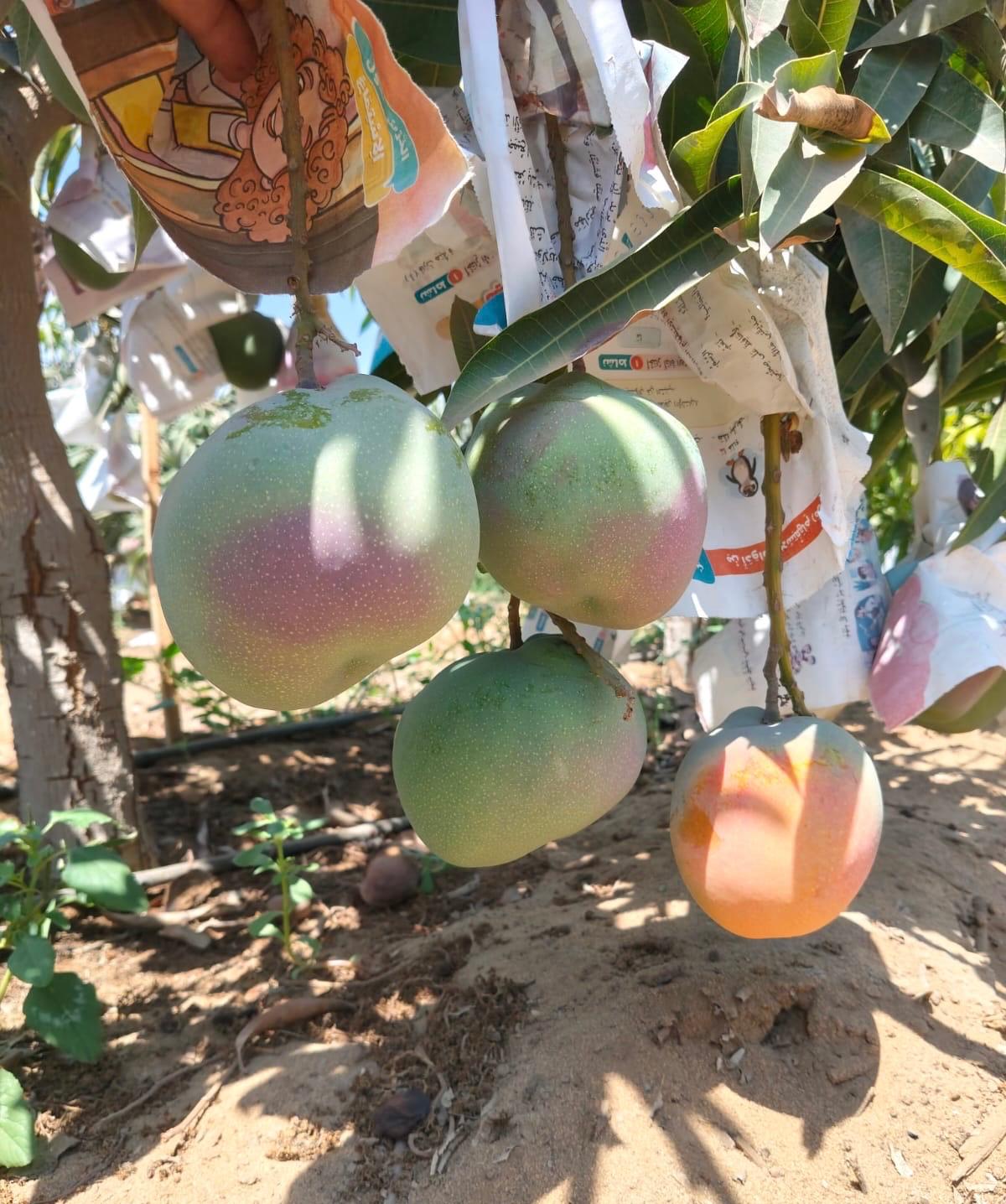 Mango Season: When Mangoes Are in Season by Country (2026) 1 Mango season in Egypt: mangoes ripening on the tree inside protective paper bags