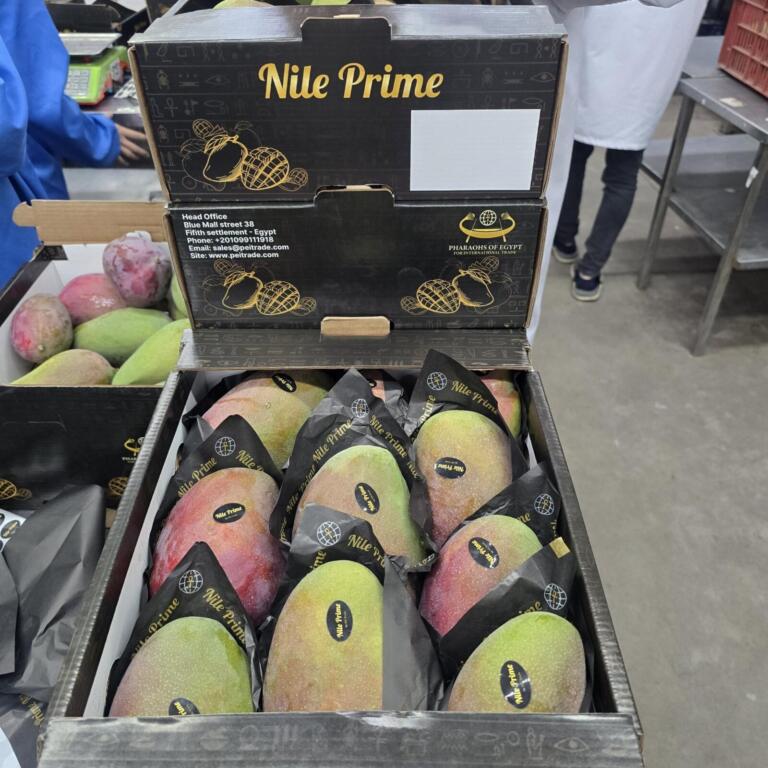 Nile Prime export carton of red Egyptian mangoes with the printed brand lid