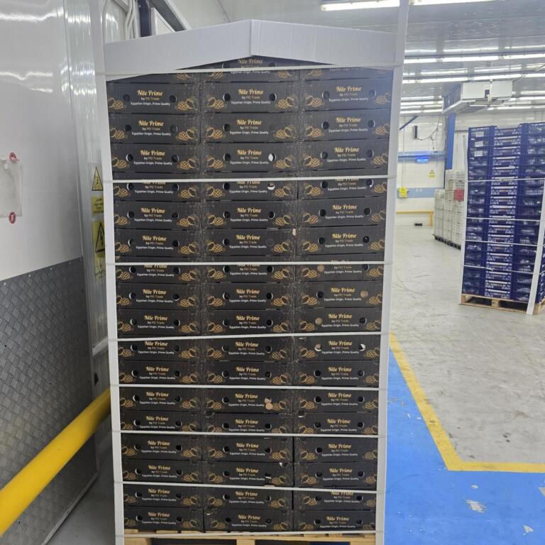 Completed pallet of Nile Prime mango cartons in an Egyptian packhouse