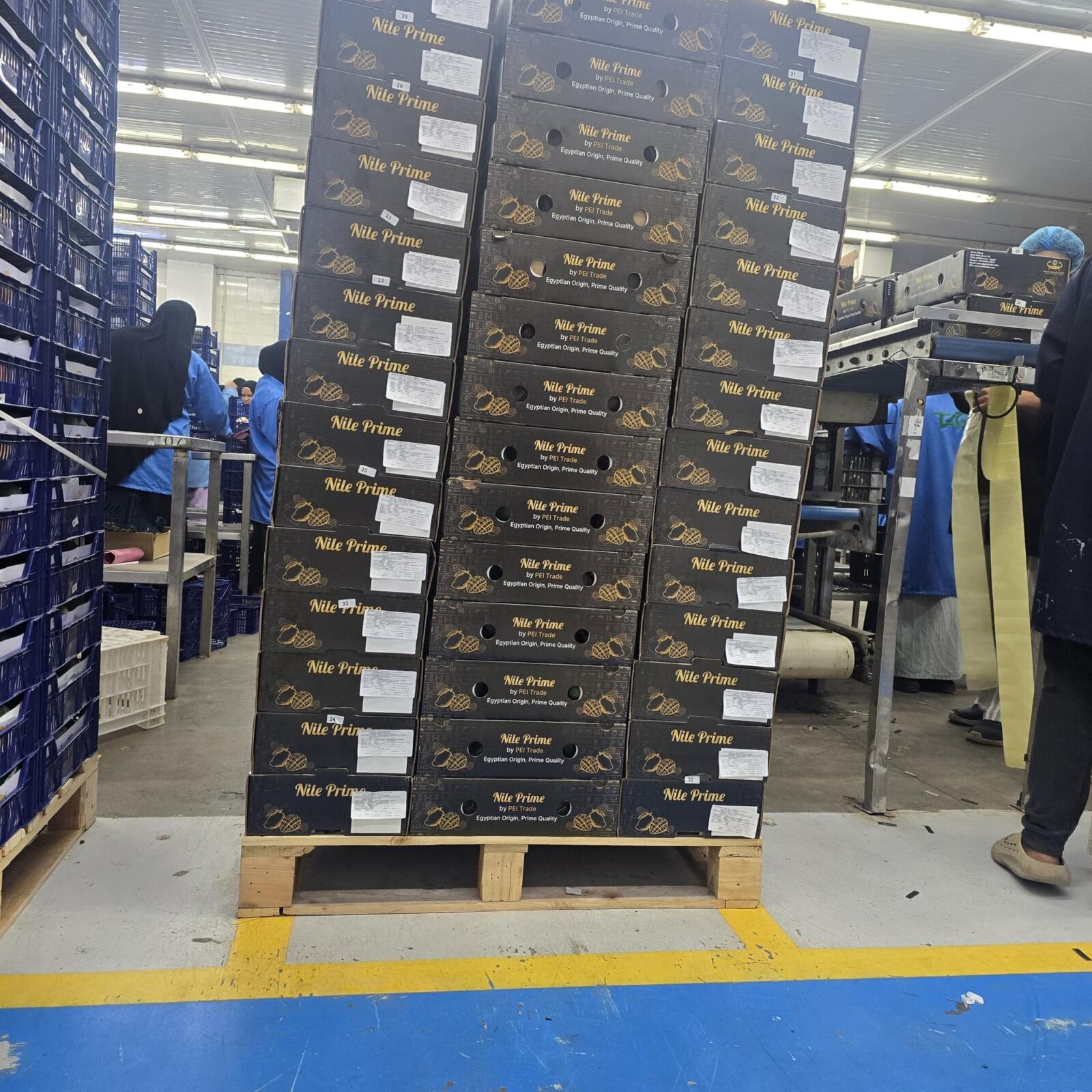 Labelled pallet of Nile Prime mango cartons at the final quality check